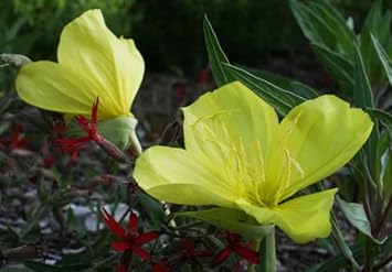 Flower Seeds, Seeds for Planting, Plant Seeds