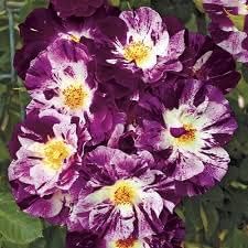 Flower Seeds, Seeds for Planting, Plant Seeds