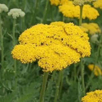 yarrow flower flower seeds