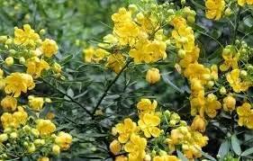 yellow cassia flower seeds