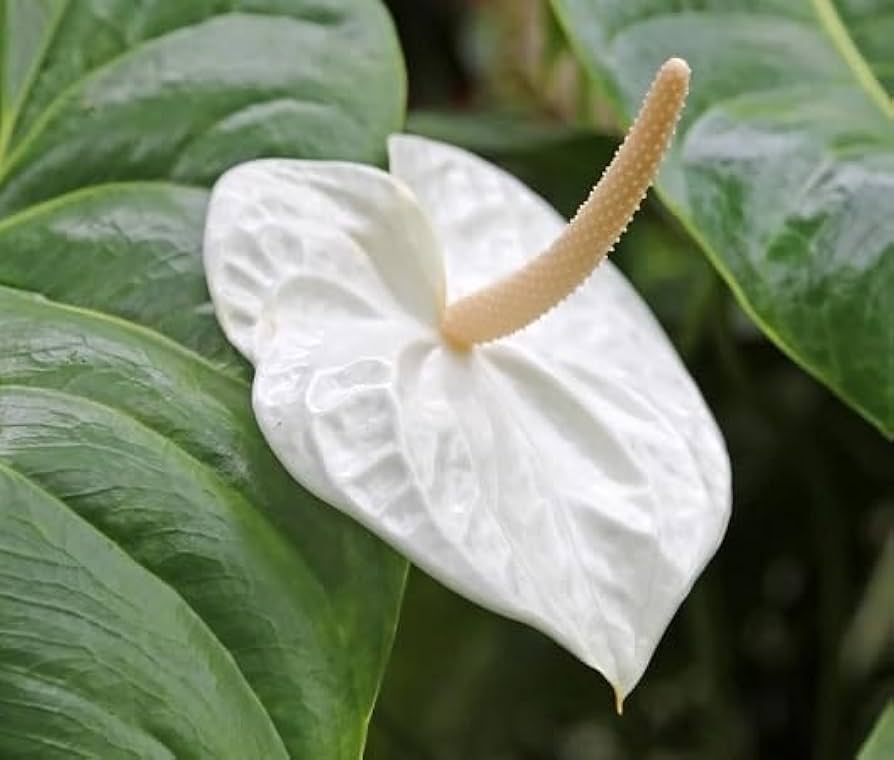 Anthurium White Flower Seeds for Planting 100 pcs