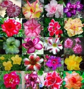 Flower Seeds, Seeds for Planting, Plant Seeds