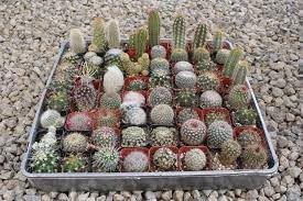 Flower Seeds, Seeds for Planting, Plant Seeds