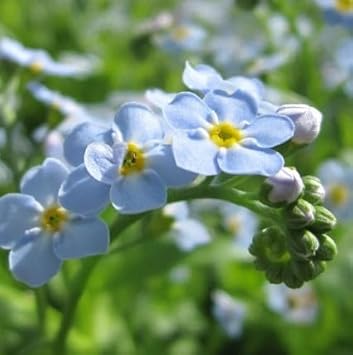 Flower Seeds, Seeds for Planting, Plant Seeds