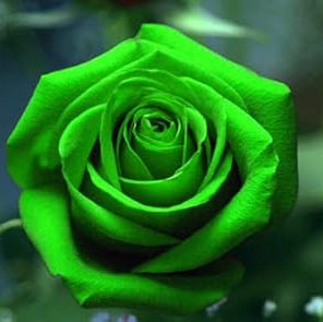 green rose flower seeds