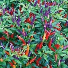 Sangria Pepper Vegetable Seeds for Planting