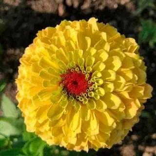yellow red flower seeds