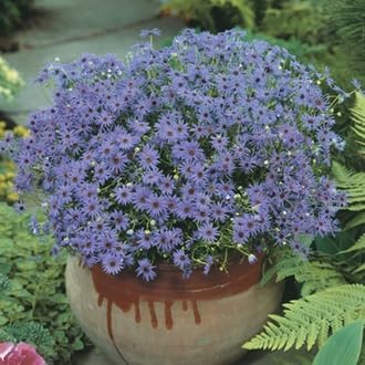 fothergills flower flower seeds