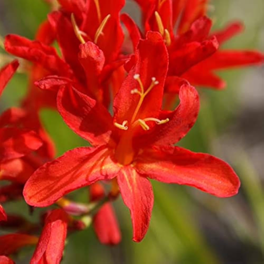 Heirloom Non-GMO Red Crocosmia Lucifer Flower Seeds for Planting – High Germination Organic Garden Seeds
