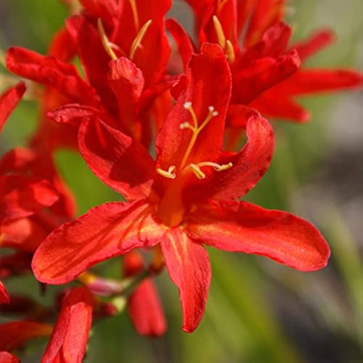 Heirloom Non-GMO Red Crocosmia Lucifer Flower Seeds for Planting – High Germination Organic Garden Seeds