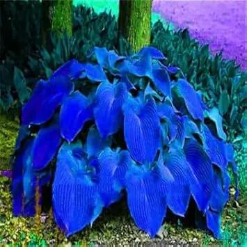 caladium leaf flower seeds