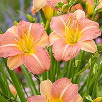 Flower Seeds, Seeds for Planting, Plant Seeds