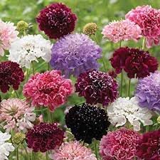 Flower Seeds, Seeds for Planting, Plant Seeds