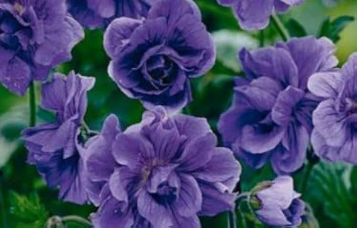 Sky Blue Univalve Geranium Flower Seeds for Planting – Heirloom Non-GMO High Germination Unique Garden Blooms