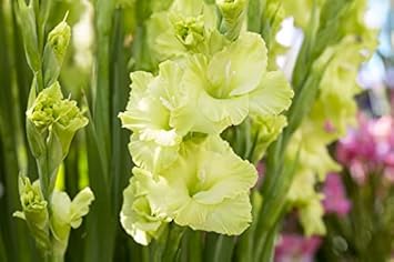 Flower Seeds, Seeds for Planting, Plant Seeds