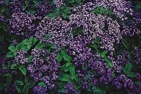 blue blue flower seeds
