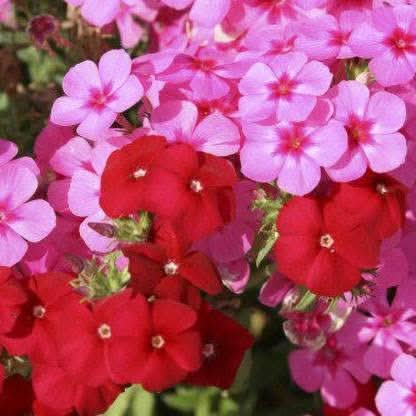phlox flower flower seeds