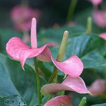 pink heirloom flower seeds
