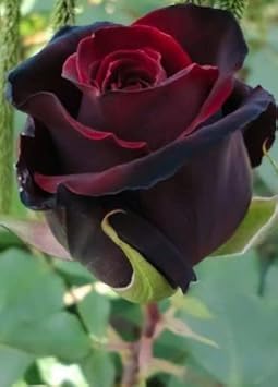 Flower Seeds, Seeds for Planting, Plant Seeds