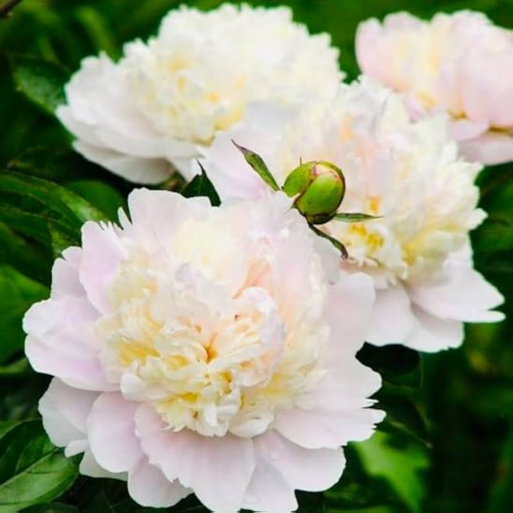 green peony flower seeds