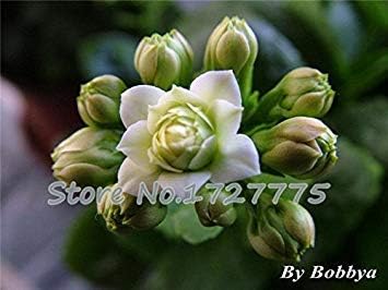 Flower Seeds, Seeds for Planting, Plant Seeds