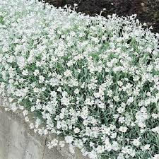 carpet flower flower seeds
