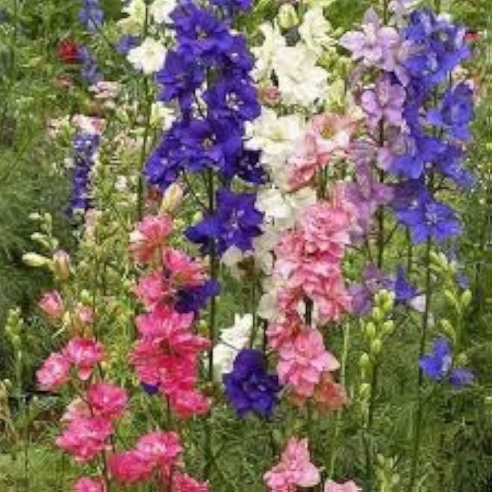 larkspur rocket flower seeds