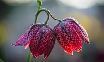 Flower Seeds, Seeds for Planting, Plant Seeds