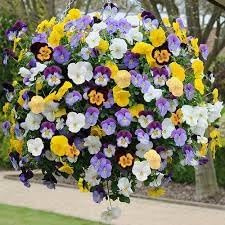 heirloom hanging flower seeds