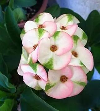 organic mixed flower seeds