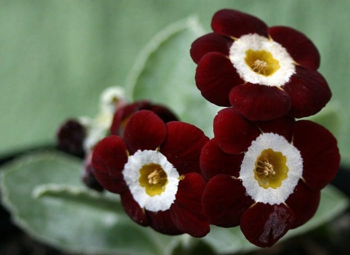 auricula flower seeds Organic Heirloom Non-GMO Brown Primula Auricula Seeds for Planting – Garden Blooms