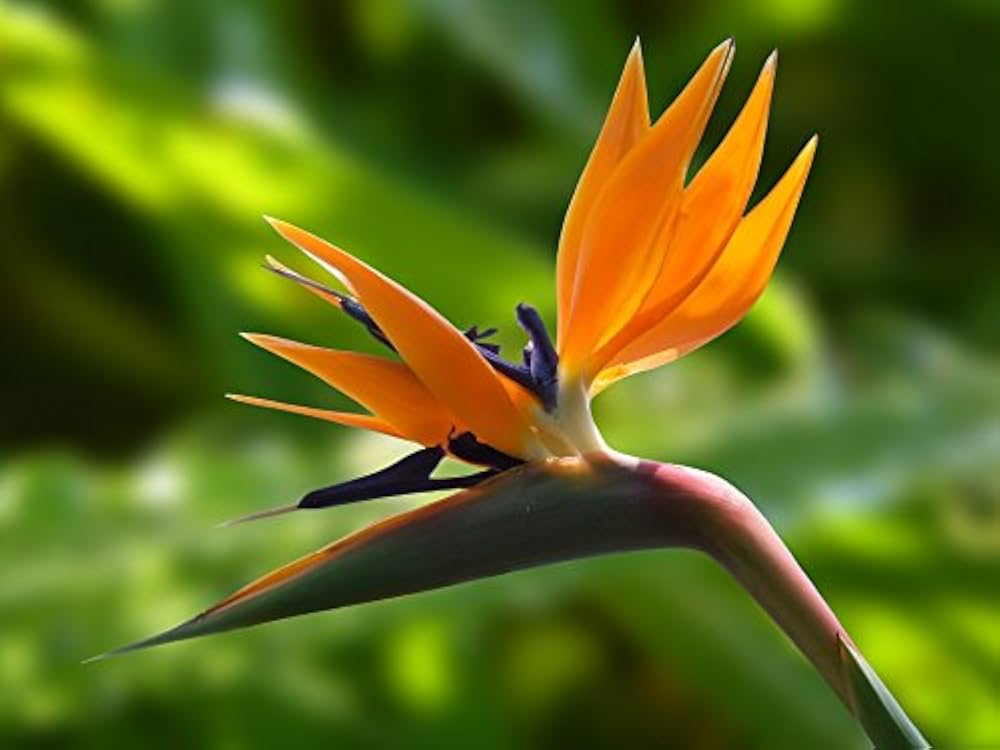 Dyb orange Strelitzia Reginae Plantefrø 100 stk