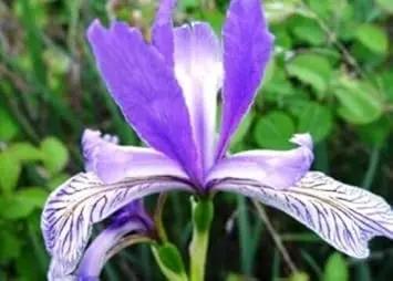 japanese iris flower seeds