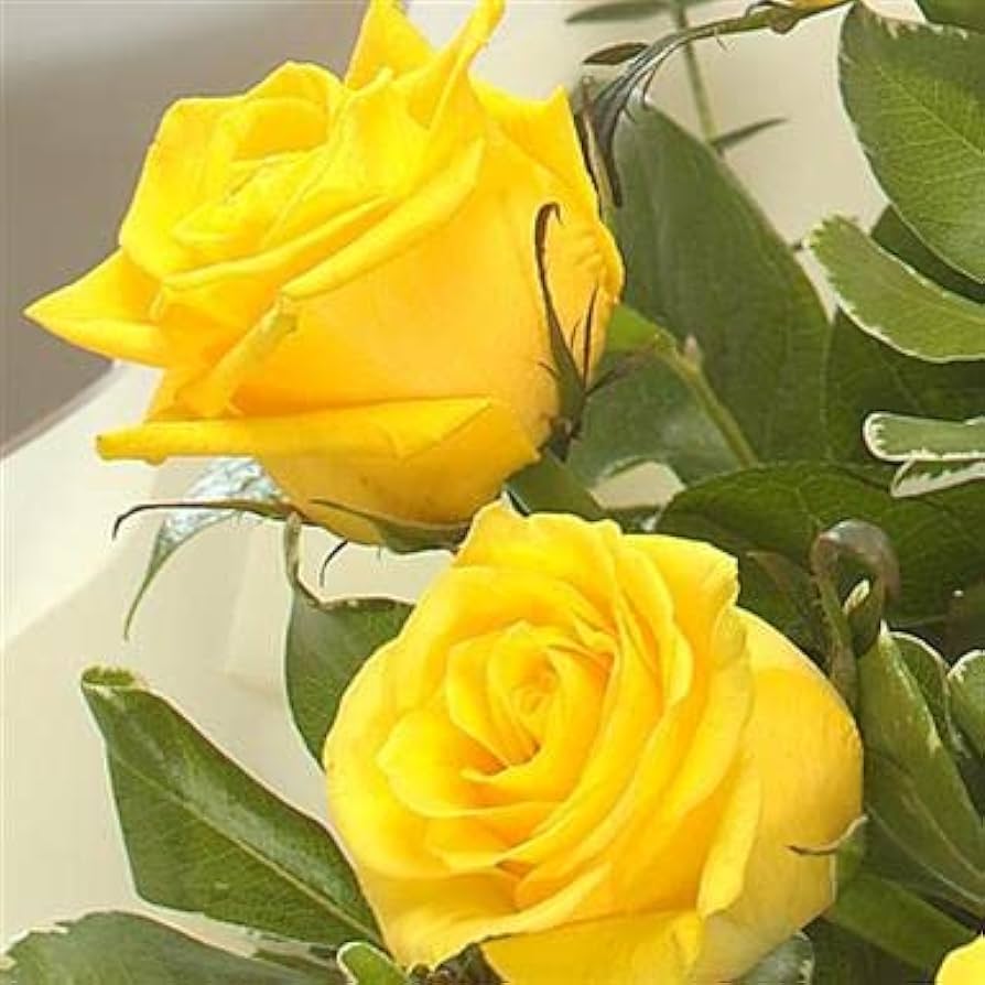 Yellow Rose Flower Seeds for Garden - 100 pcs