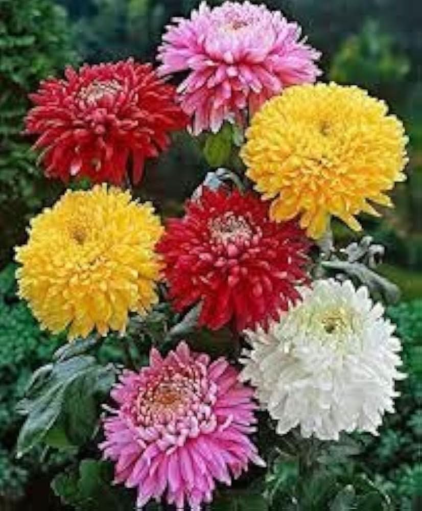 chrysanthemum chrysanthemum flower seeds
