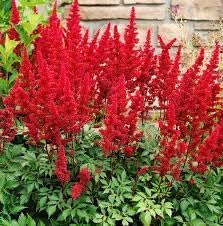 astilbe arendsii flower seeds