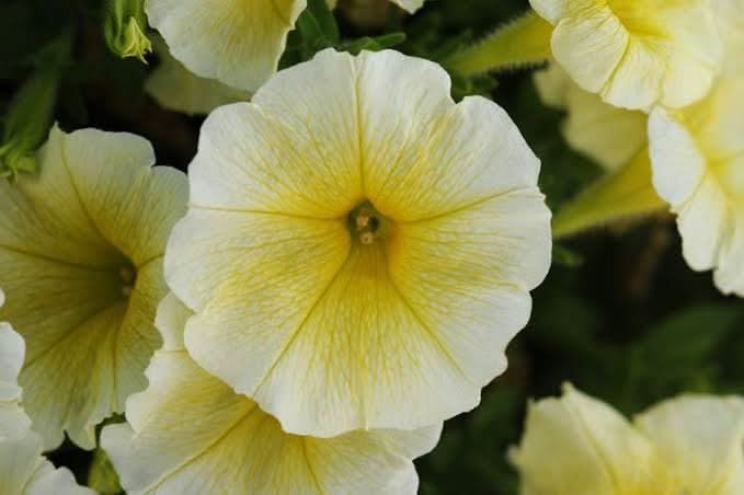 black semi flower seeds