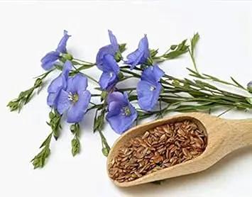 usitatissimum flower flower seeds