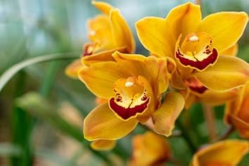 heirloom cymbidium flower seeds