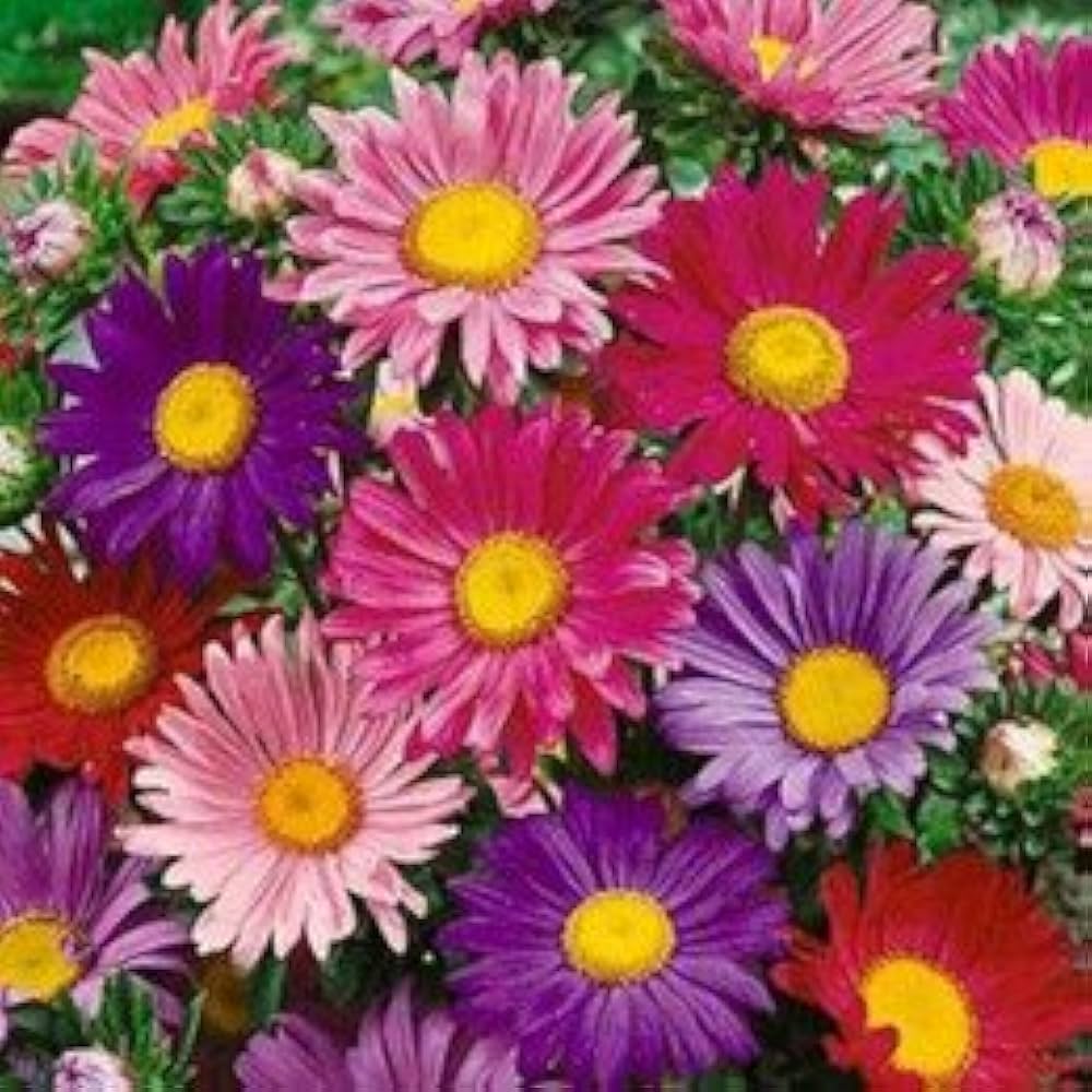 single mixed flower seeds