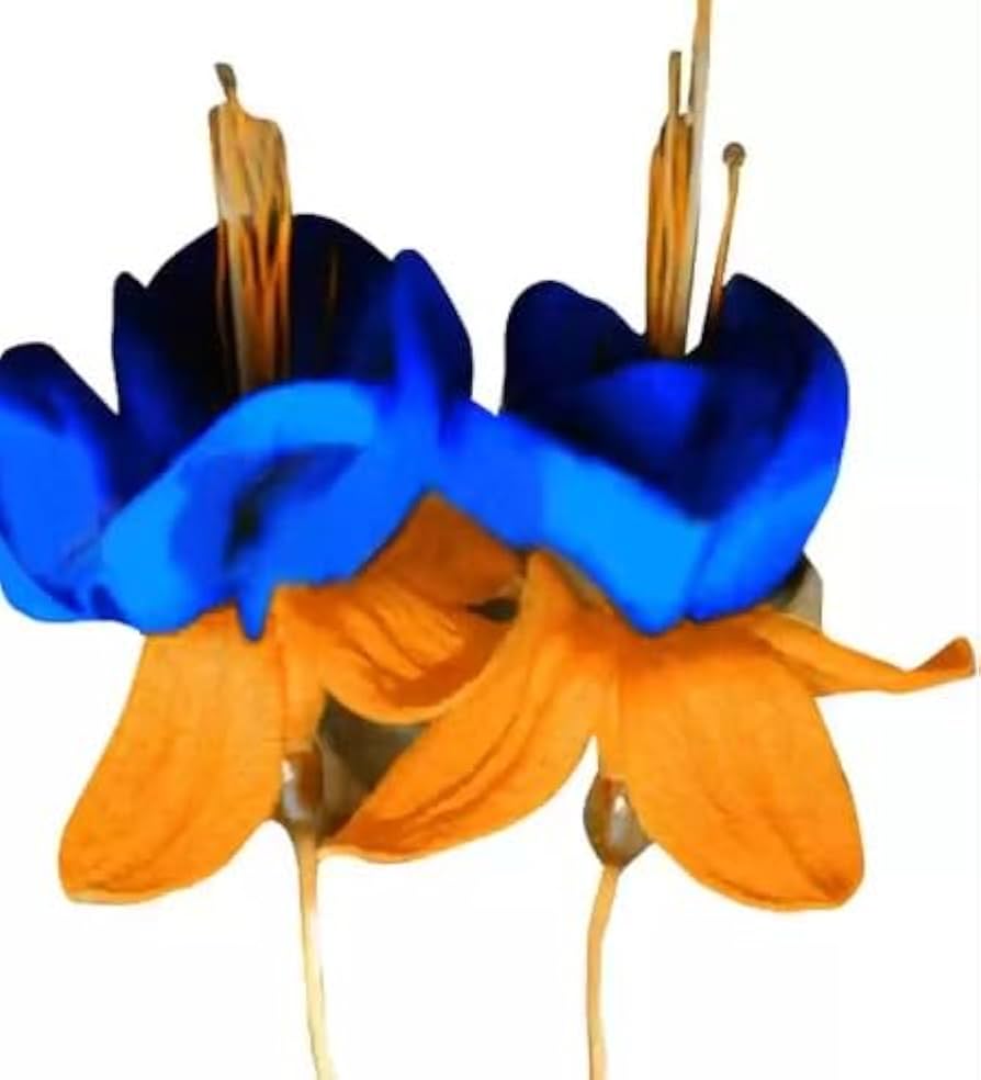 Orange Blue Fuchsia Hybrida Flower Seeds – Heirloom Non-GMO Seeds for Garden Planting