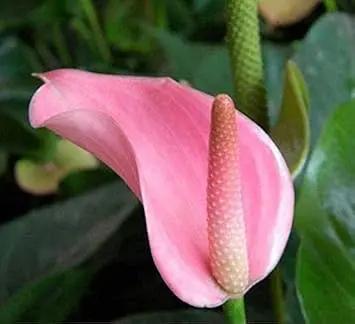 pink heirloom flower seeds
