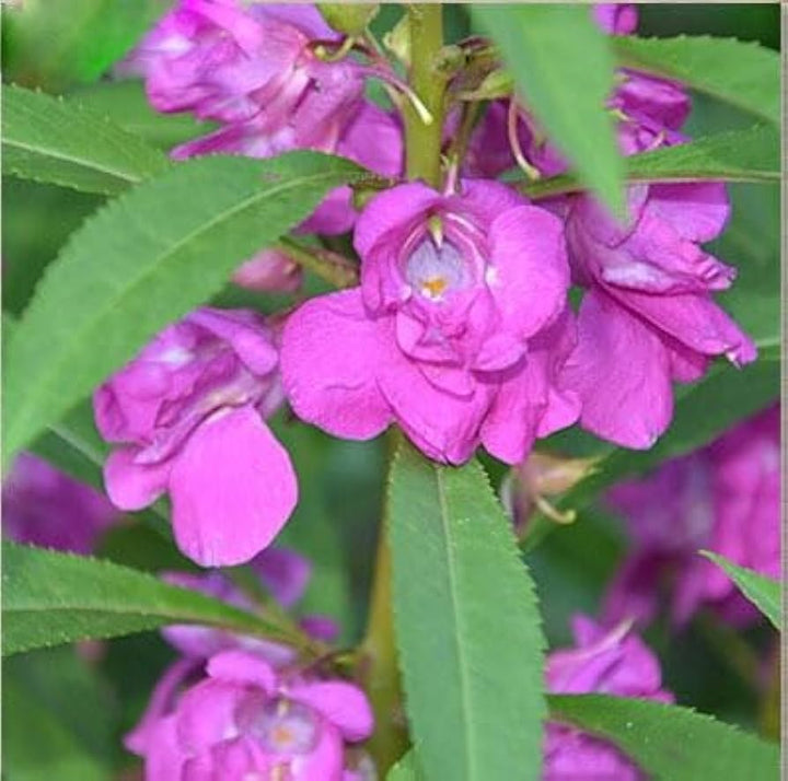 Violet Camellia Flower Seeds – Heirloom, Non-GMO, Perfect for Garden and Pot Planting