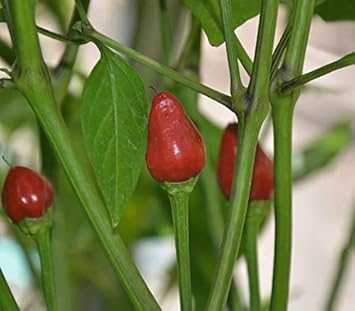 Chile Vegetable Seeds for Planting