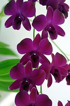 purple dark flower seeds