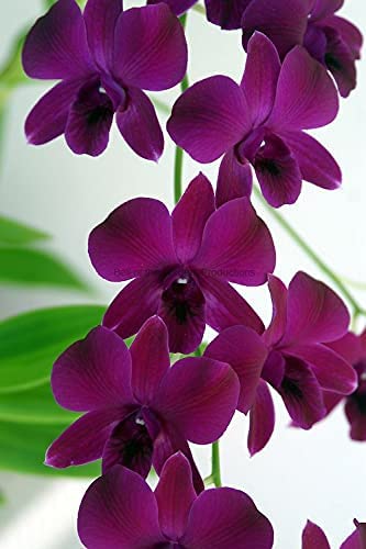 Dark Purple Dendrobium Flower Seeds for Planting - 100 pcs