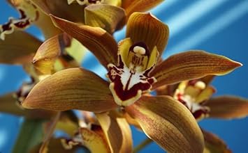 Flower Seeds, Seeds for Planting, Plant Seeds