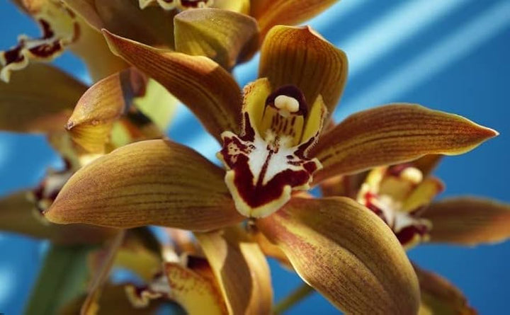 Brown Phalaenopsis Orchid Flower Seeds - 100 pcs