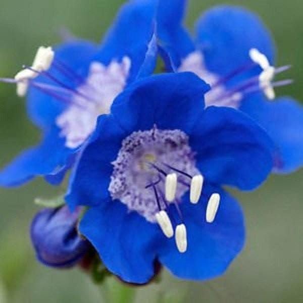 Organic Heirloom Non-GMO Bluebells Flower Seeds for Planting – Spring Blooming Bulbs