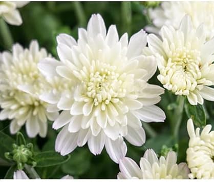 Flower Seeds, Seeds for Planting, Plant Seeds